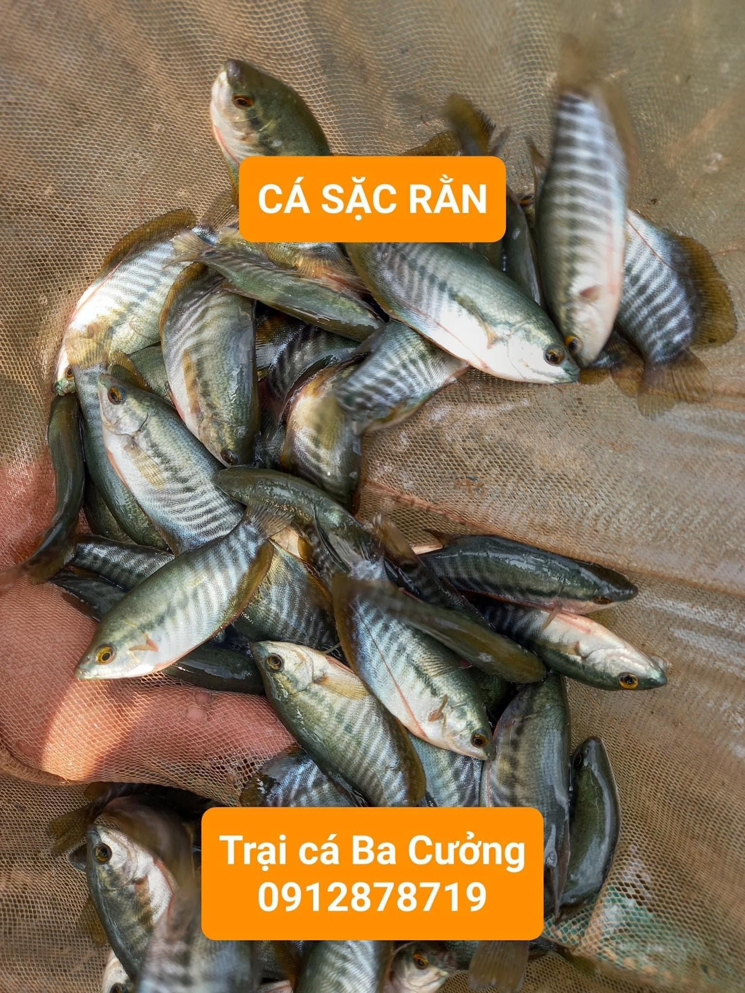 Trai ca giong Ba Cuong