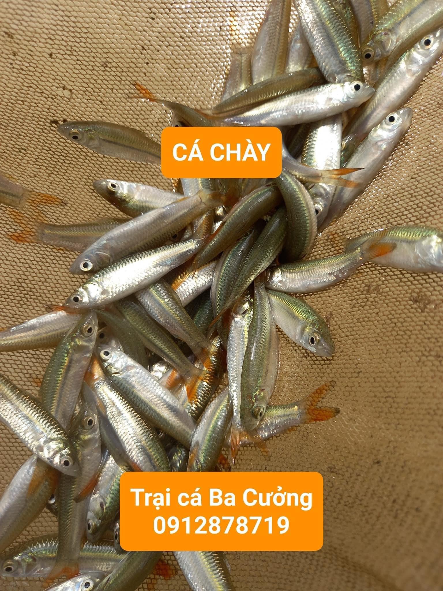 Trai ca giong Ba Cuong