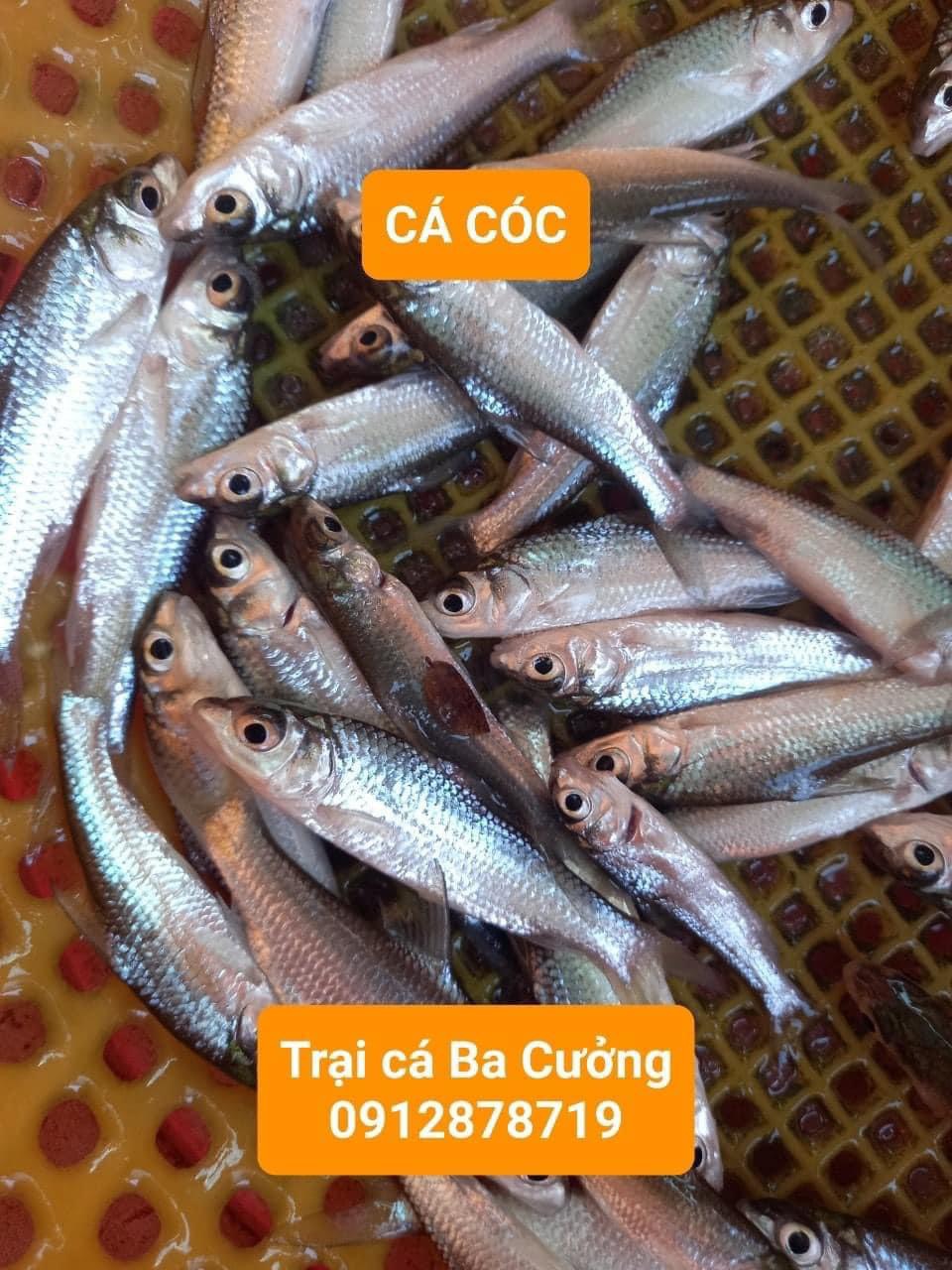 Trai ca giong Ba Cuong