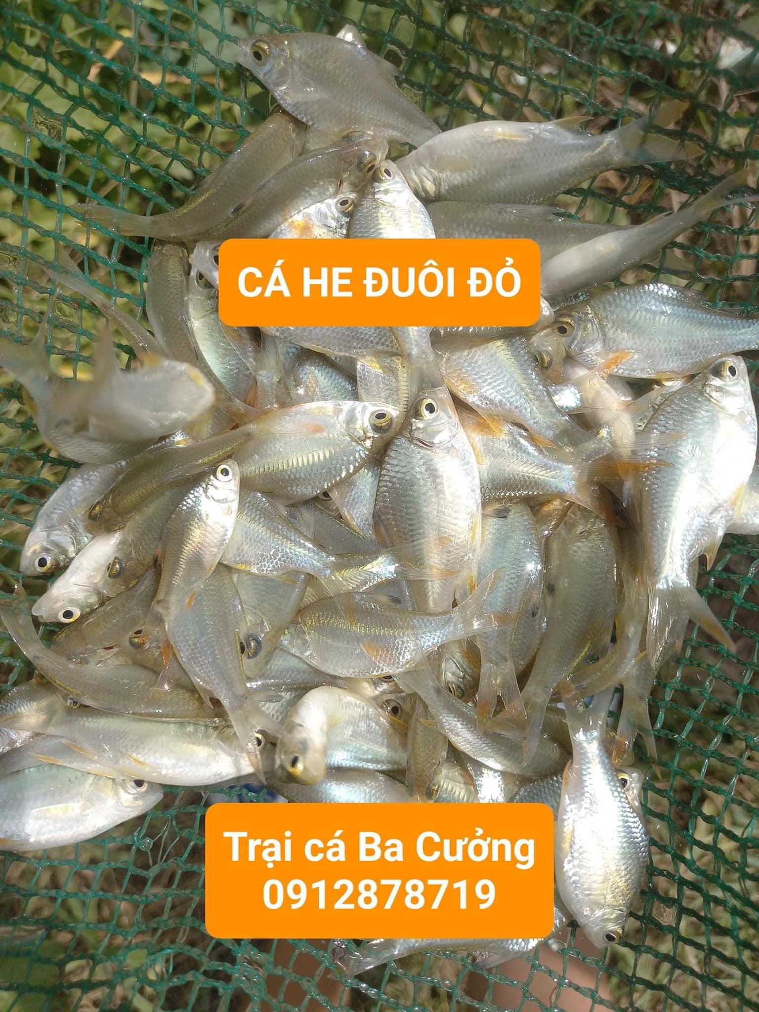 Trai ca giong Ba Cuong