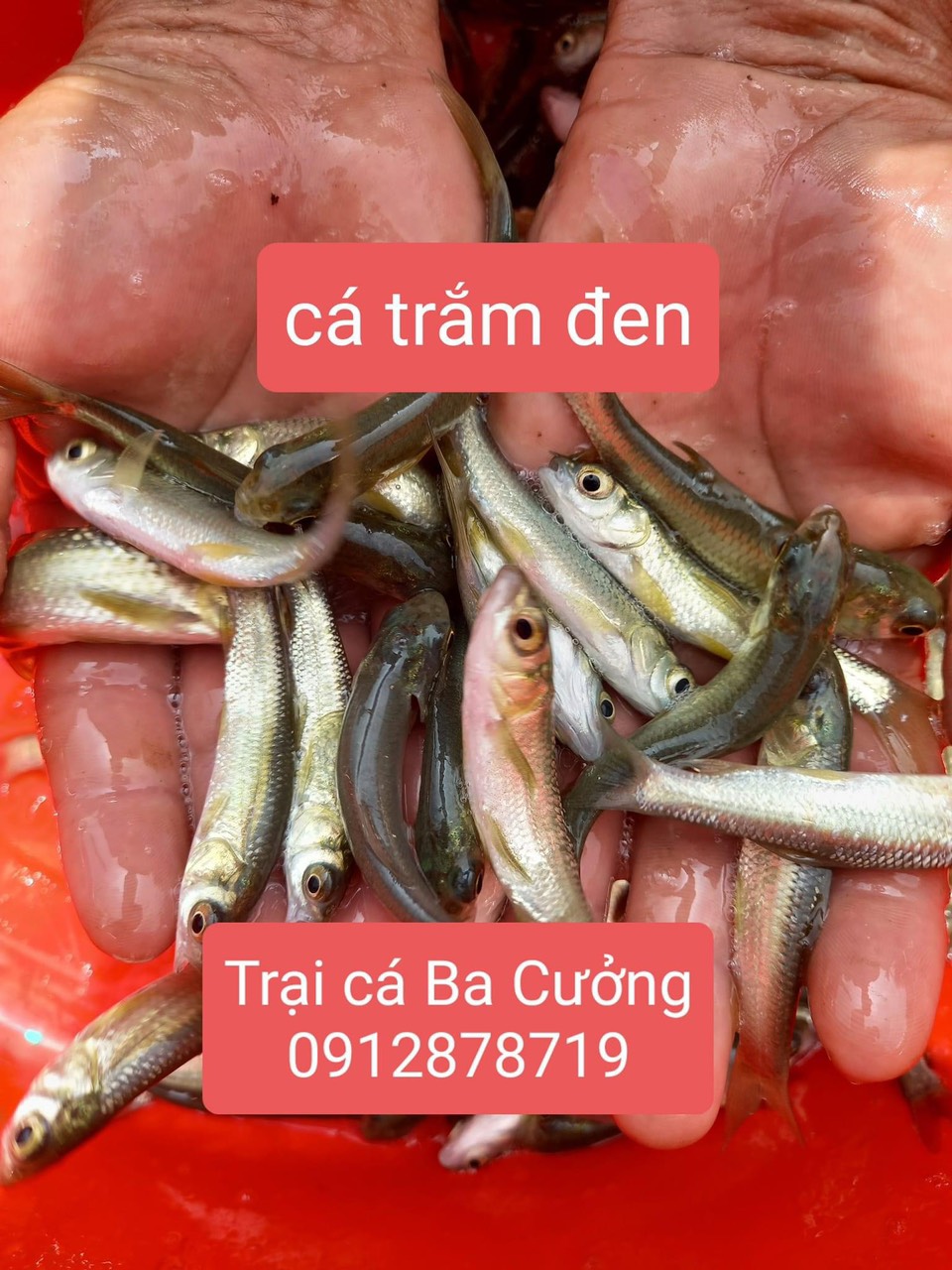 Trai ca giong Ba Cuong