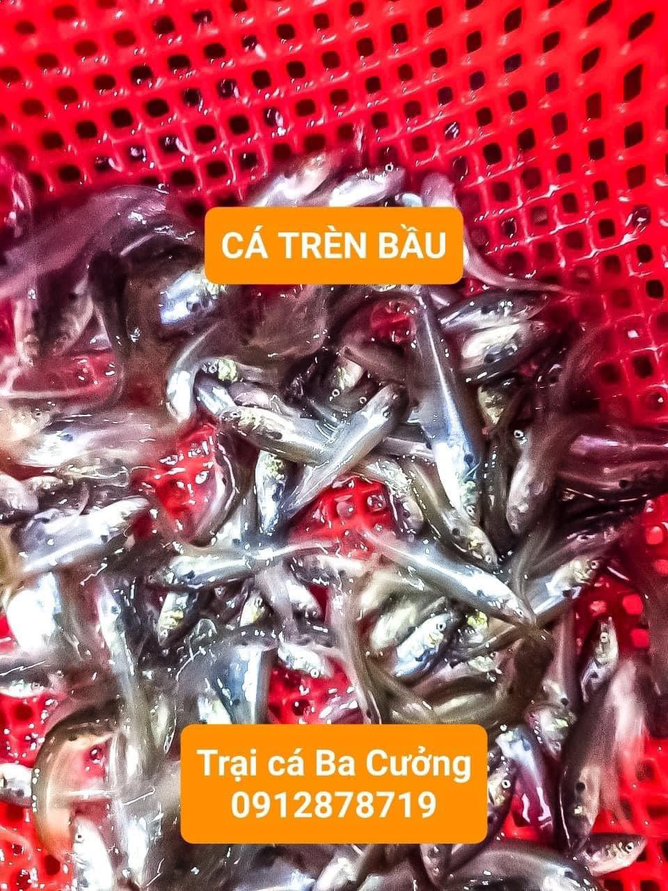 Trai ca giong Ba Cuong