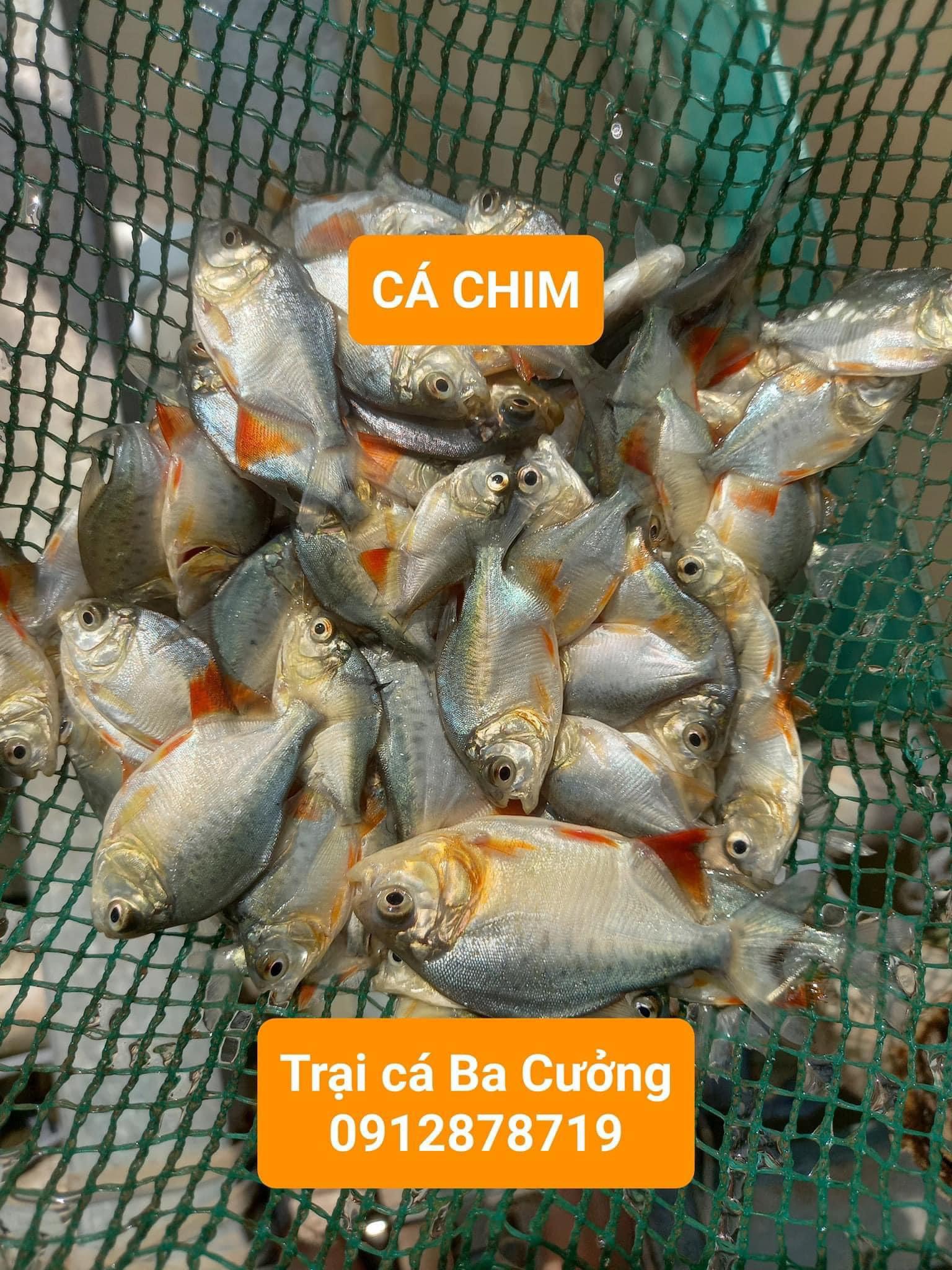 Trai ca giong Ba Cuong