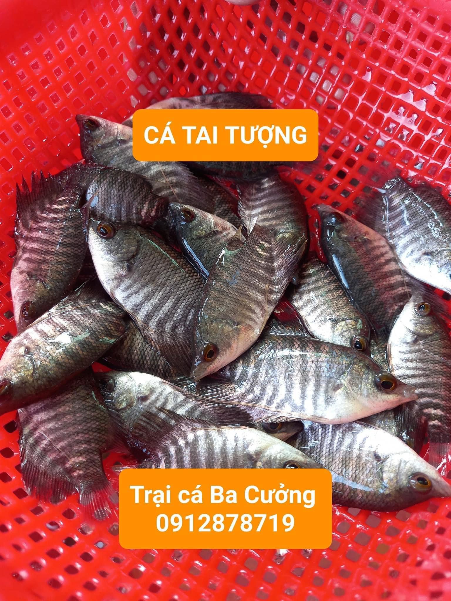 Trai ca giong Ba Cuong