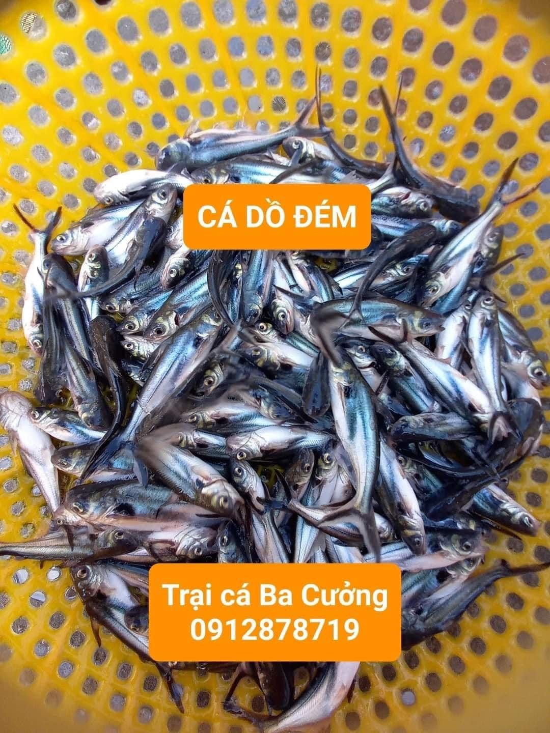 Trai ca giong Ba Cuong